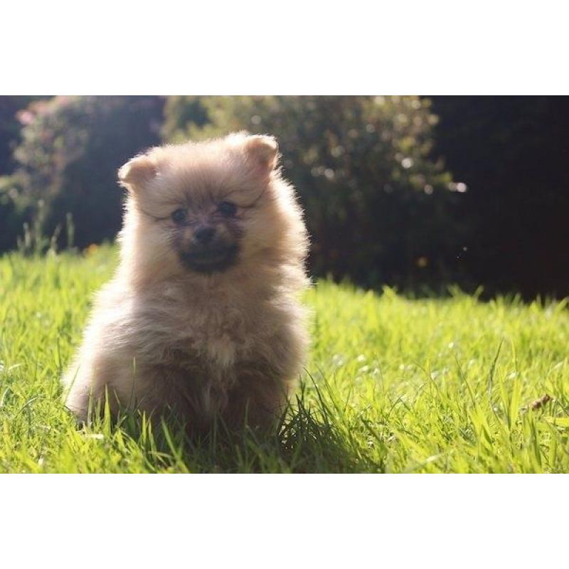 Pomeranian puppies