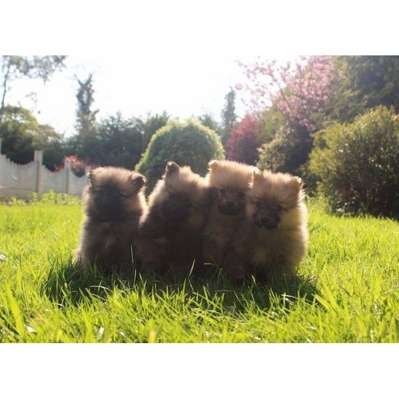 Pomeranian puppies
