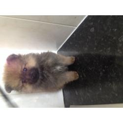 Pomeranian puppies