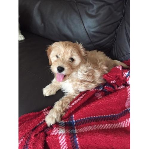 Poochon pups