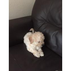 Poochon pups