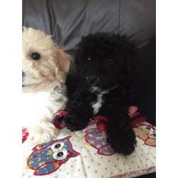 Poochon pups