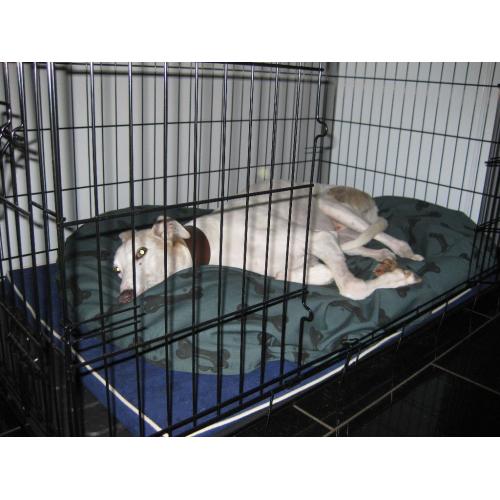 Heavy Duty Giant Size Dog Crate.