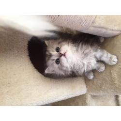 Beautiful girl chinchilla kitten