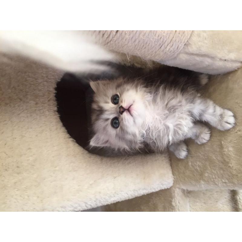 Beautiful girl chinchilla kitten