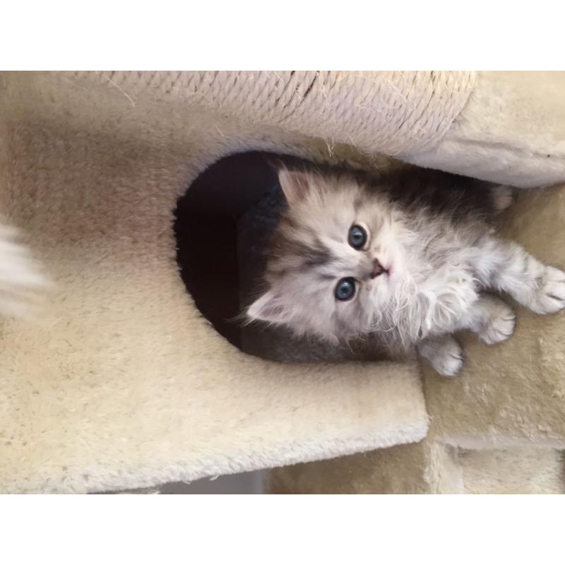 Beautiful girl chinchilla kitten