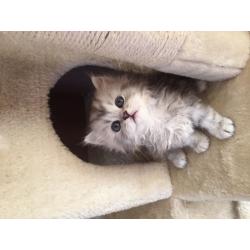 Beautiful girl chinchilla kitten