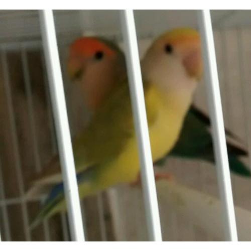 Lovebird for sale