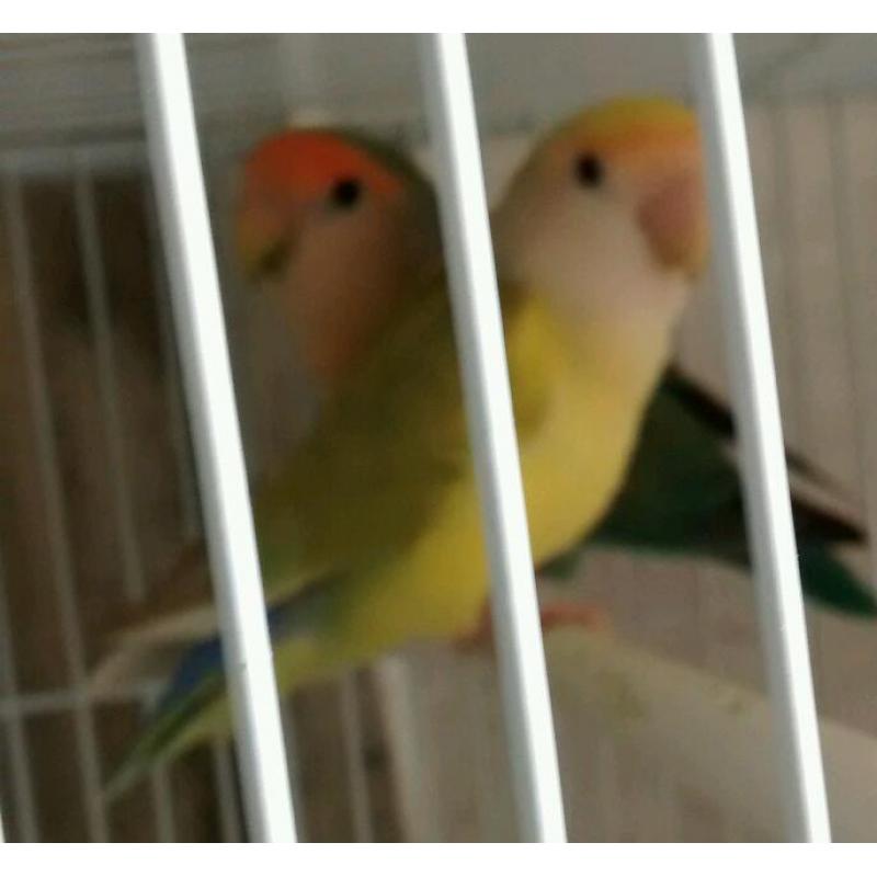 Lovebird for sale