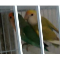 Lovebird for sale