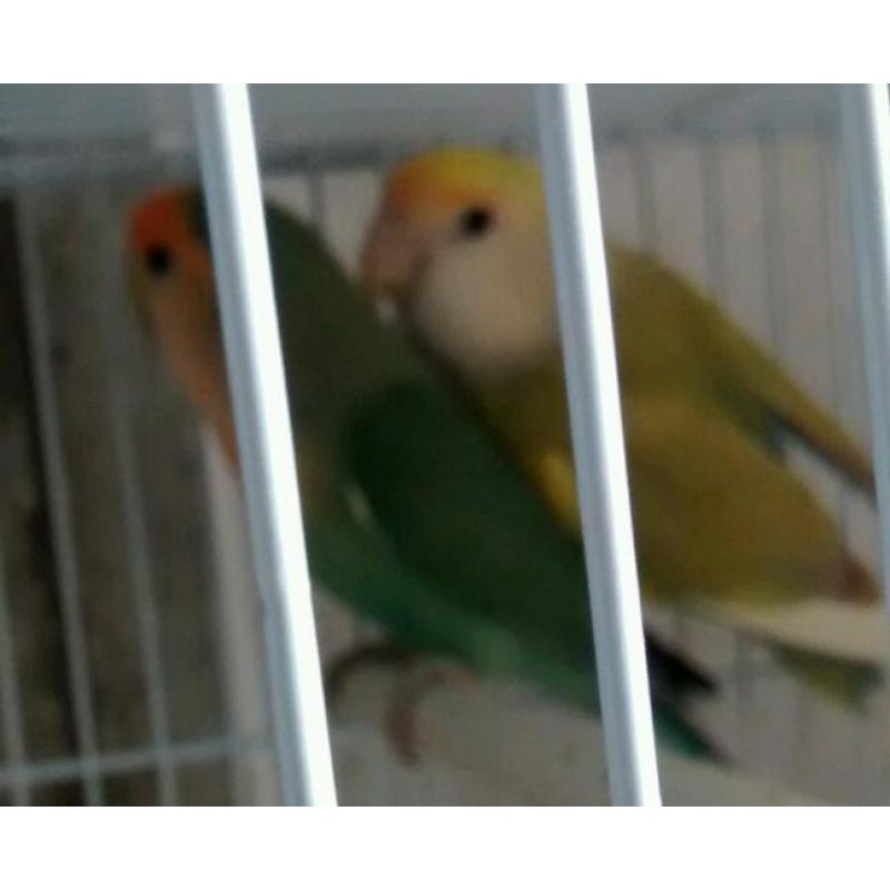 Lovebird for sale