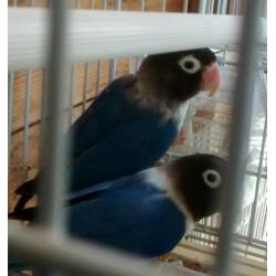Lovebird for sale