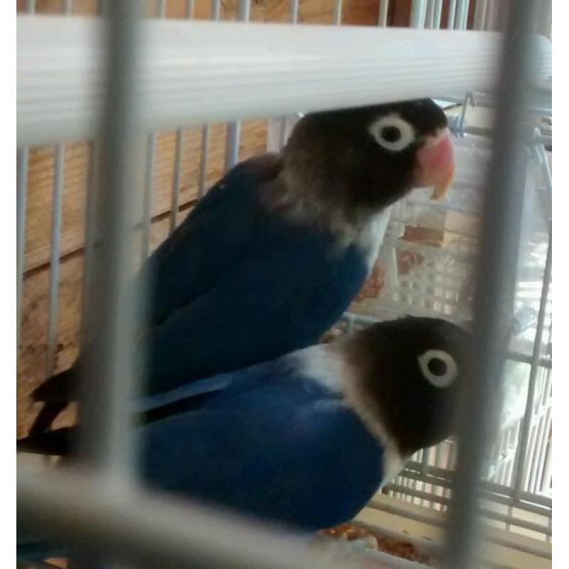 Lovebird for sale