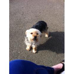 Yorkshire terrior 16months