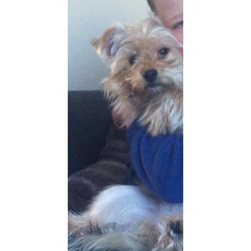 Yorkshire terrior 16months