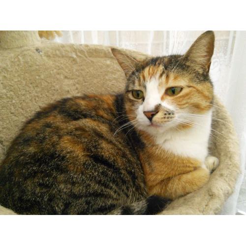 Young Adultcats Free to good home, very friendly