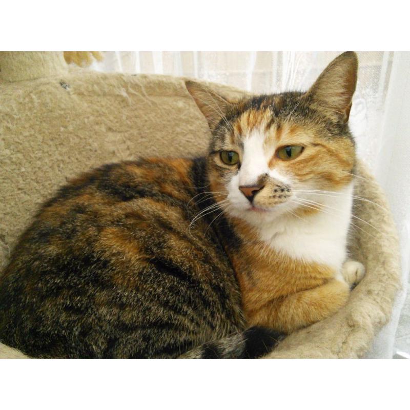 Young Adultcats Free to good home, very friendly