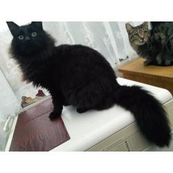 Young Adultcats Free to good home, very friendly