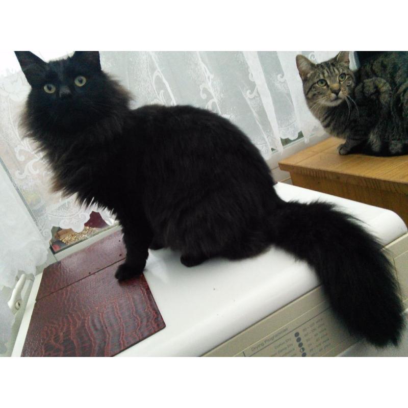 Young Adultcats Free to good home, very friendly