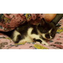 Kittens