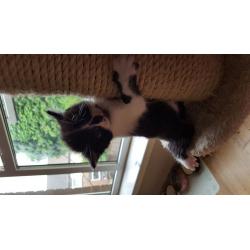 Kittens