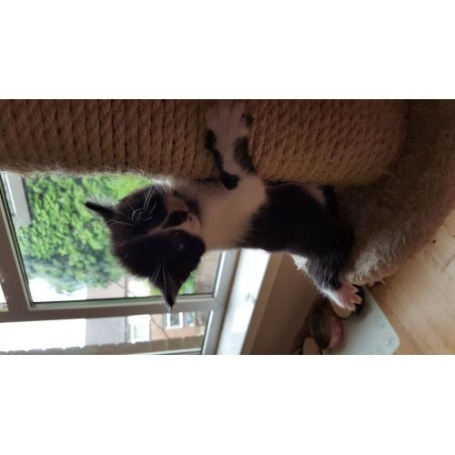 Kittens