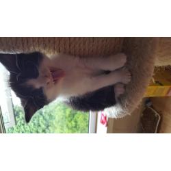 Kittens