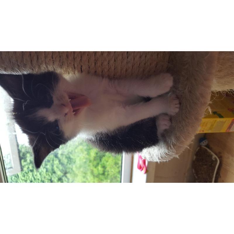 Kittens