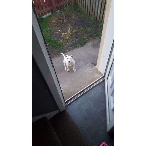Staffyxamerican bulldogg