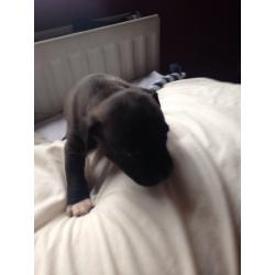 Staffie pups