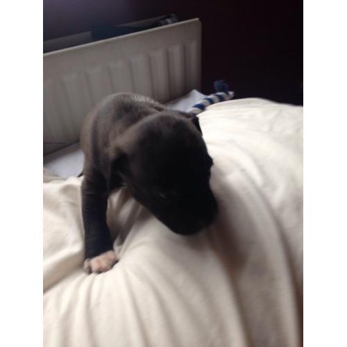 Staffie pups