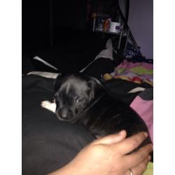 Staffie pups
