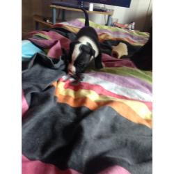 Staffie pups