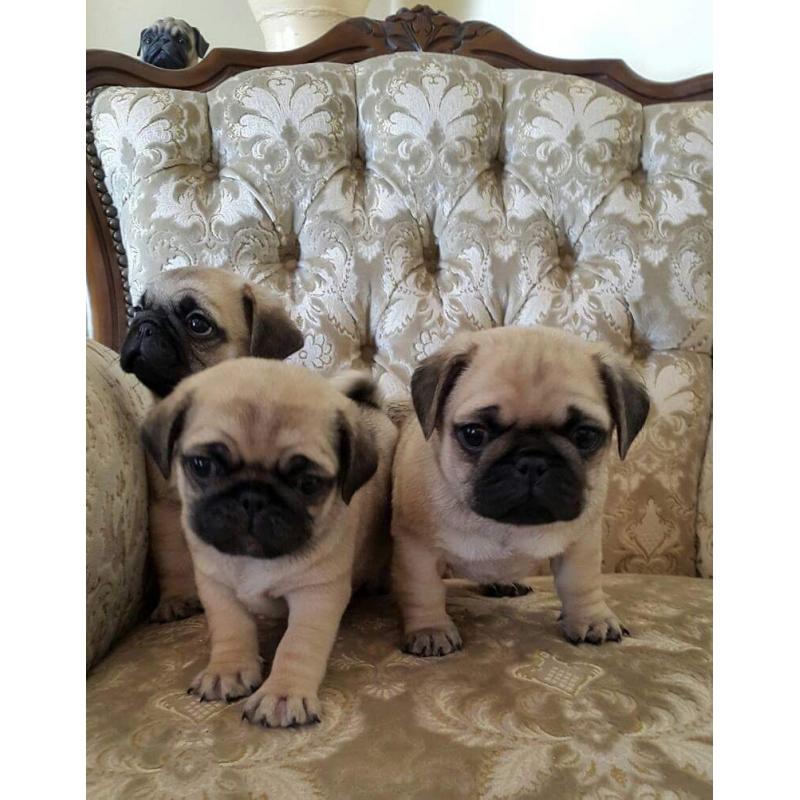 Pug puppy boy