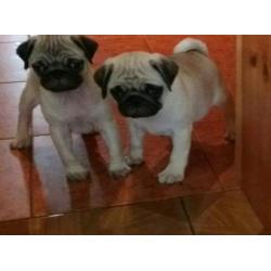 Pug puppy boy