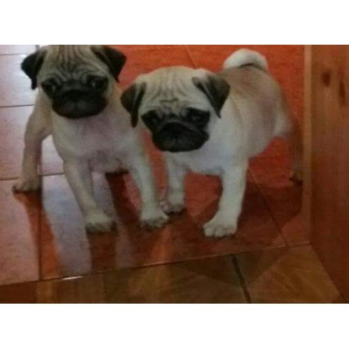 Pug puppy boy