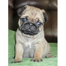 Pug puppy boy