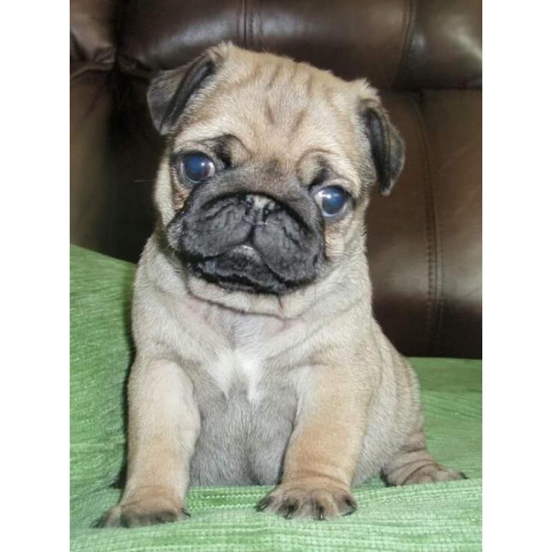 Pug puppy boy