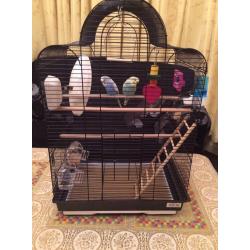 Pair of Budgies & Cage - Complete set up