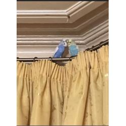 Pair of Budgies & Cage - Complete set up