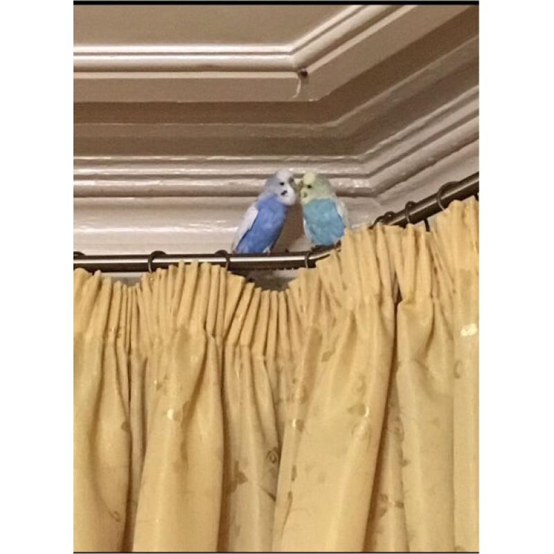 Pair of Budgies & Cage - Complete set up