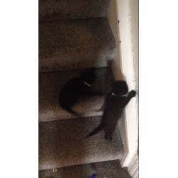 Two 10 week old kittens for sale both boys