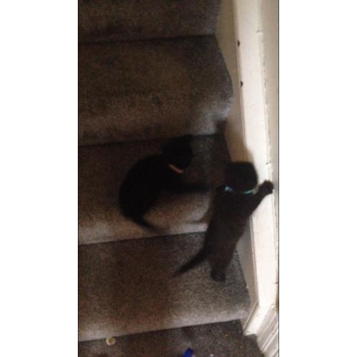 Two 10 week old kittens for sale both boys