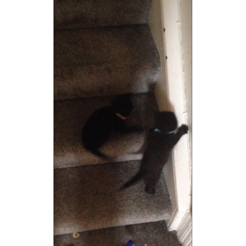 Two 10 week old kittens for sale both boys