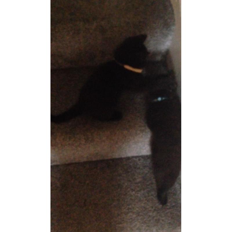 Two 10 week old kittens for sale both boys
