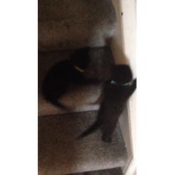 Two 10 week old kittens for sale both boys