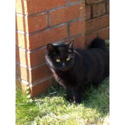 9 month old Long Haired Black Female Kitten in need of good home.