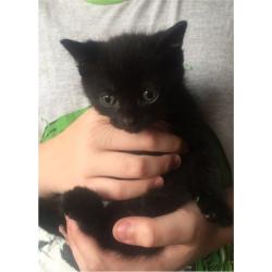 Gorgeous fluffy black kitten