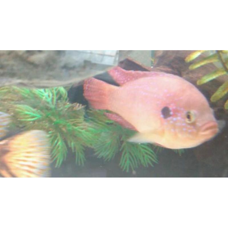 Tropical / fresh water fishes forsale
