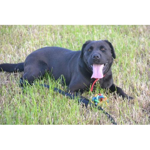 Bracken- Looking forever home
